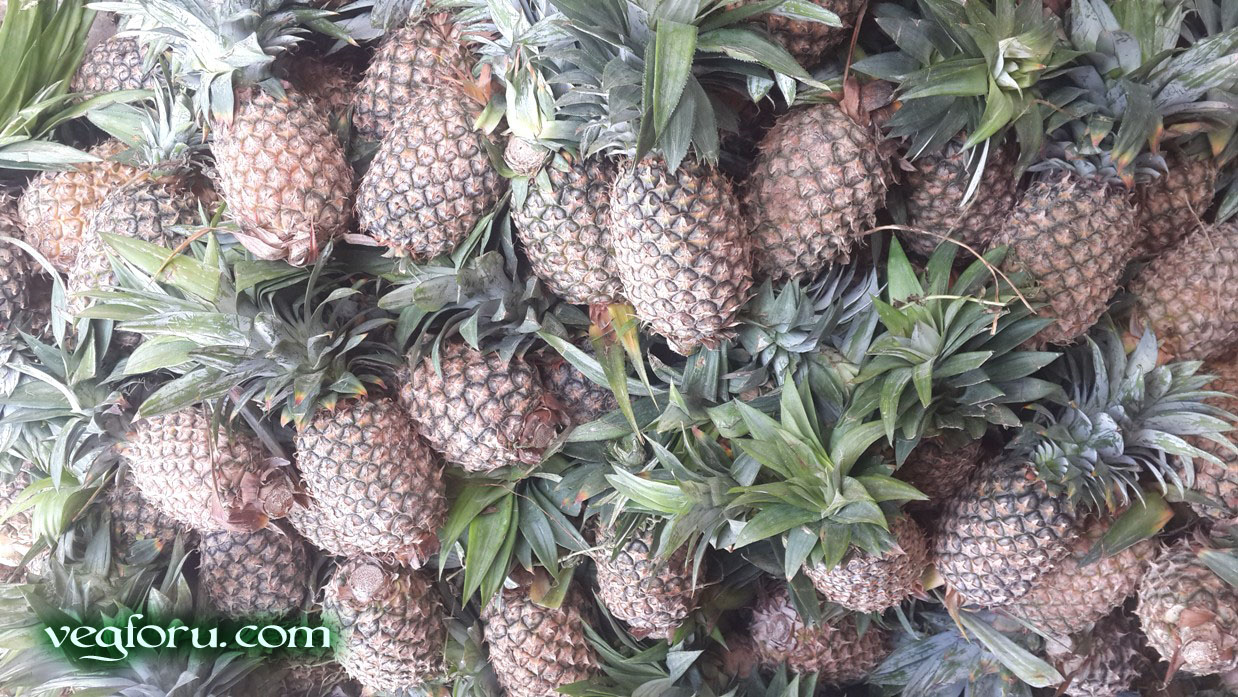 The fruit ananas comosus known as pineapple