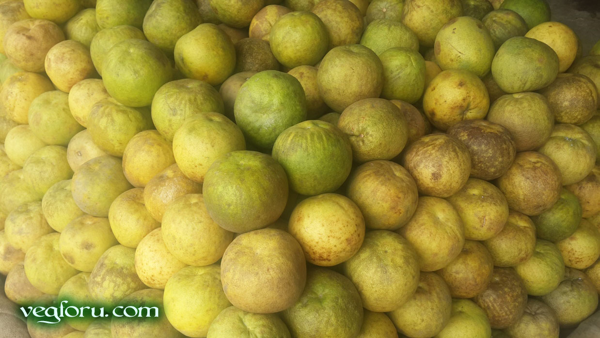 The fruit Citrus maxima known as Pomelo