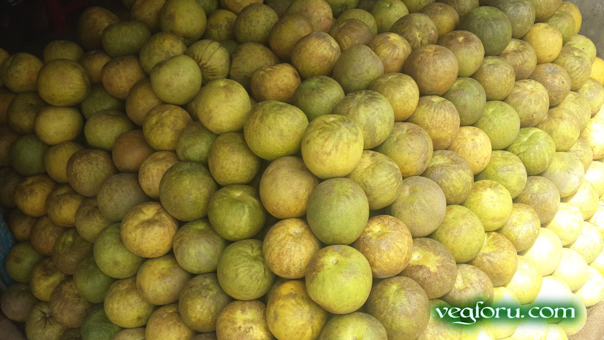 The fruit known as pummelo, pommelo, pamplemousse, jabong, shaddick or shaddock