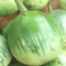 green eggplant