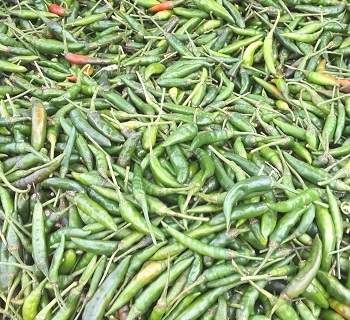 It is known as green chili, green chilli, morich and kacha morich