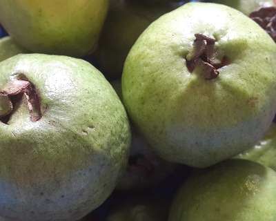 Guava is a Bangladeshi Seasonal fruit