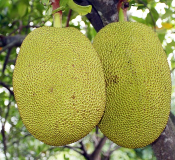 Jackfruit is a Bangladeshi Seasonal fruit