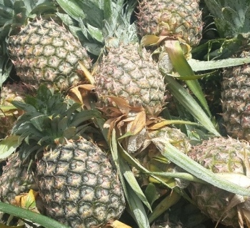 Pineapple is a Bangladeshi Seasonal fruit