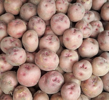 Red potato is a Bangladeshi seasonal vegetable