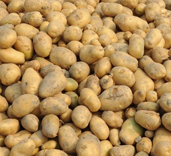 In Bangladesh potato is a very popular vegetable known as aloo, batata, and alu