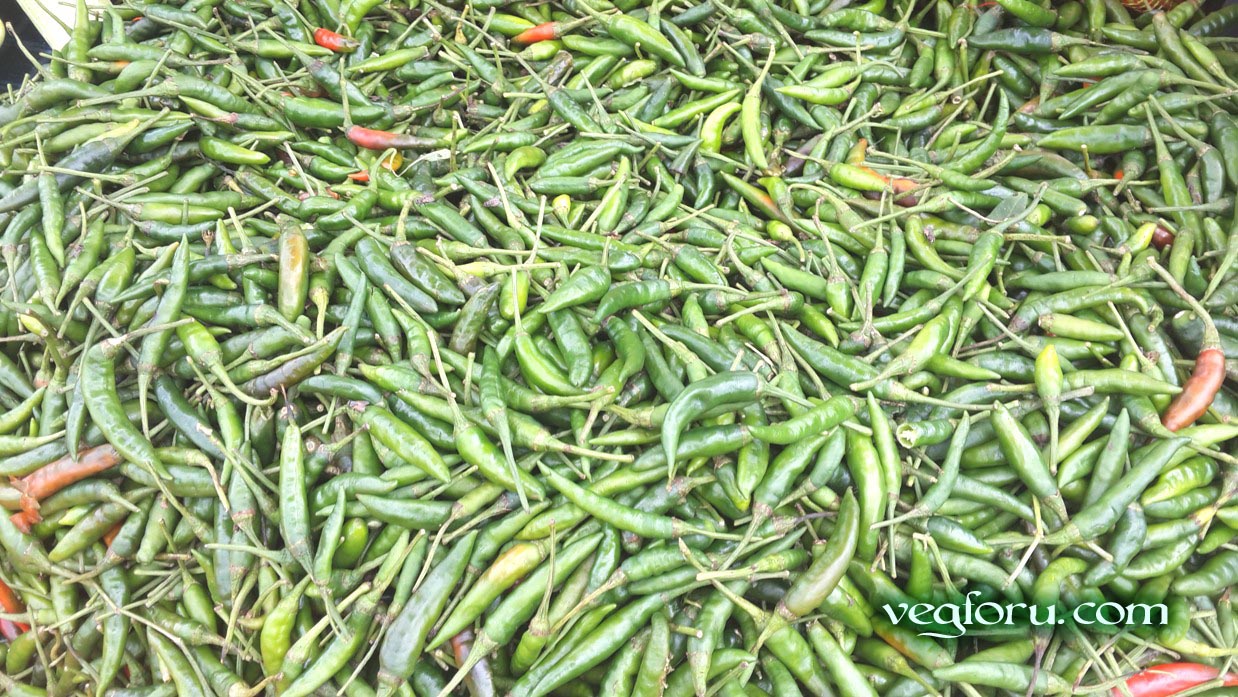 Green Chilli known is kacha morich in Bangladesh