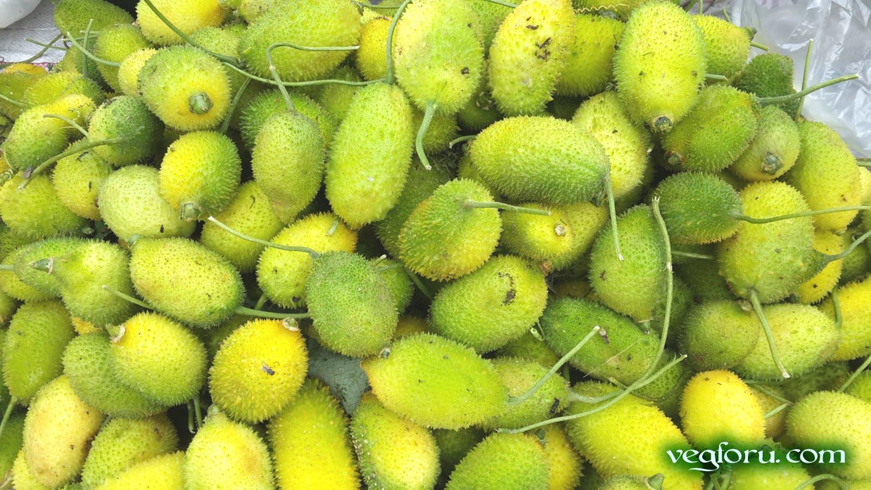 The vegetable known as spiny gourd and also known as kantola, karkotaki, karkoti, bhat-kerela, kakrul or ghi korola