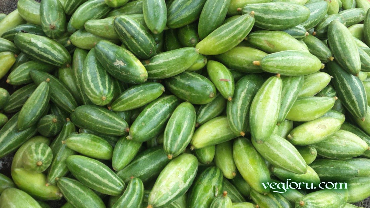 pointed gourd vegetable name is potol in Bangladesh