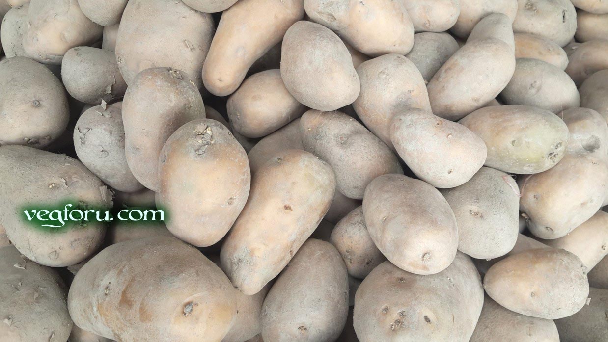 The vegetable potato known as Aloo