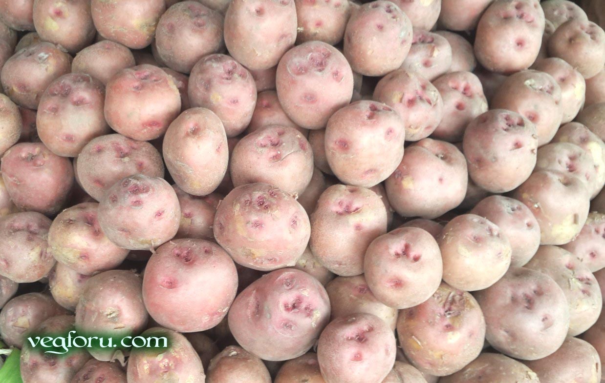 Red Potato vegetable known as Lal Aloo