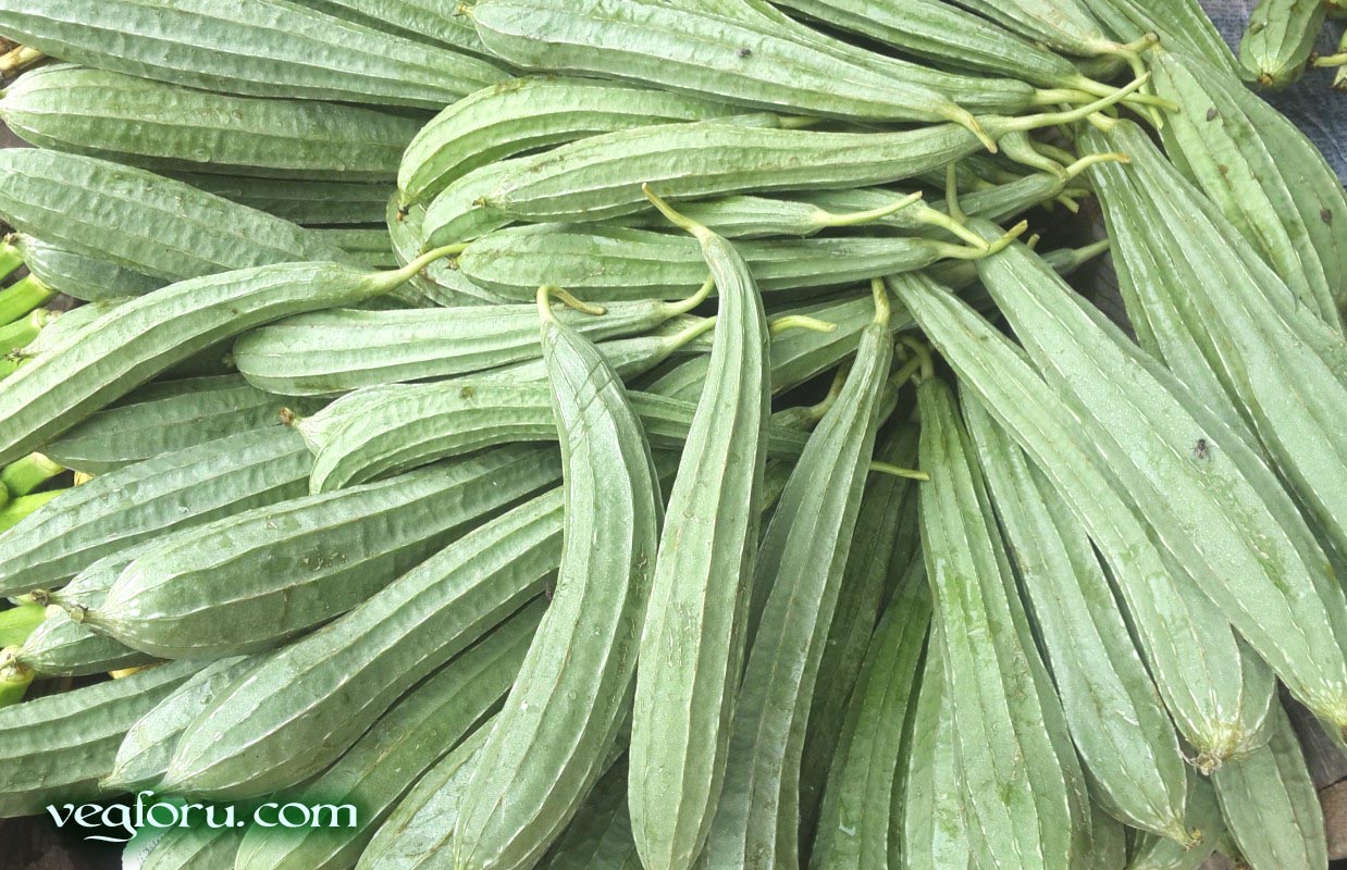Chinese okra known as ridged gourd, sponge gourd, and ribbed loofah